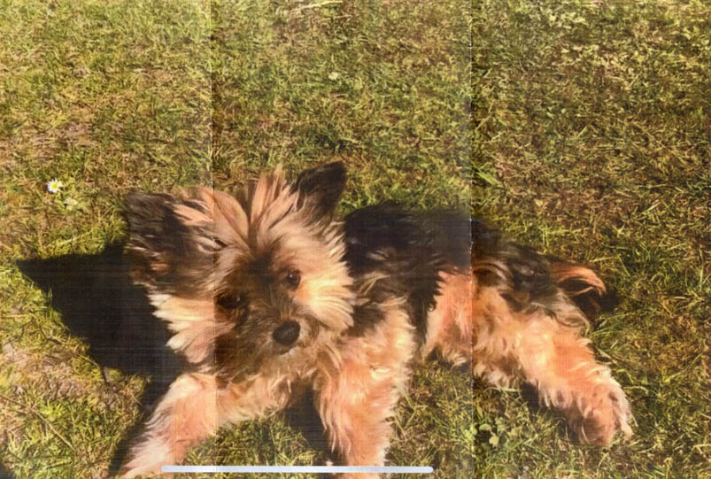 Erfahrungsbericht VETkampagne Pulver bei Durchfall – Yorkshire Terrier Püppi